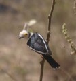 /album/photogallery/white-helmet-shrike-2-jpg/